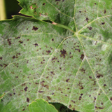 Lesions on young leaf in early season.